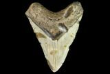 Bargain, Fossil Megalodon Tooth - North Carolina #109738-1